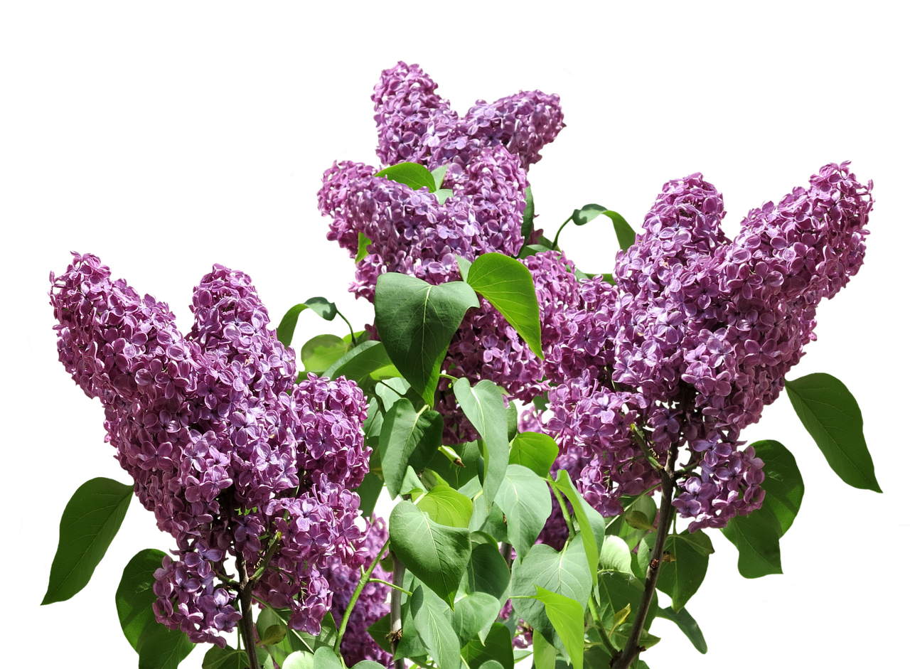 Photo of lilac flowers 