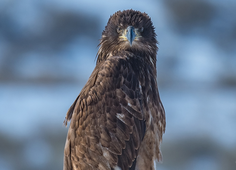 photo-of-hawk