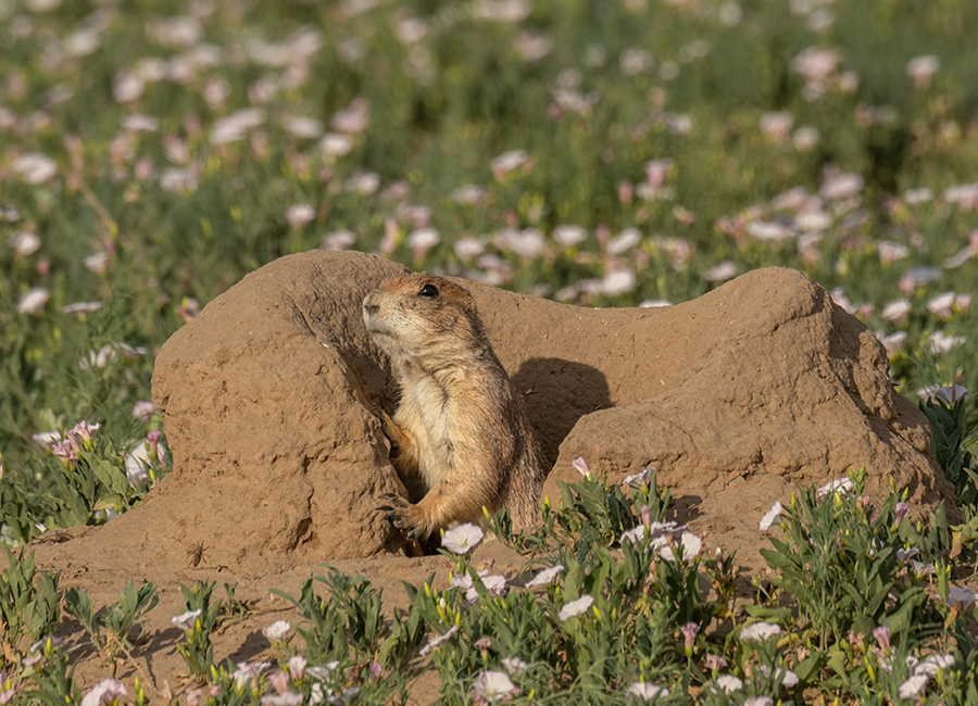 photo-of-prarie-dog