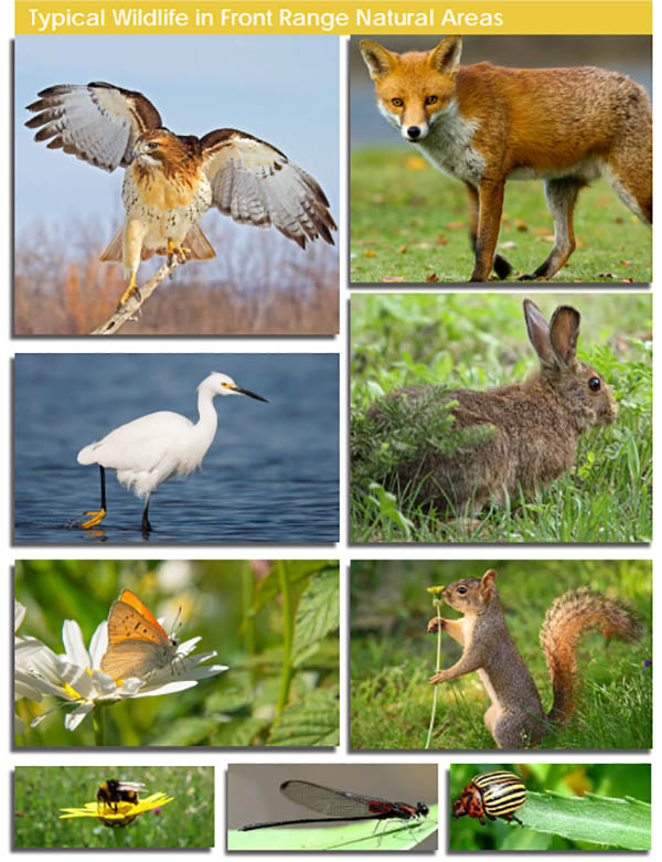 Images of wildlife that could live in Bittersweet Park