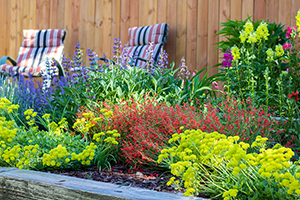 Flowers in a garden