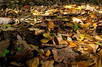 pile of leaves