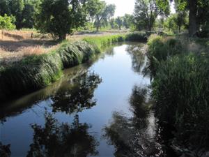 ditch water surrounded by trees