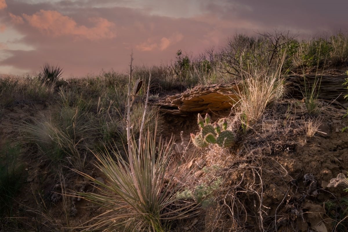 View of cactus and rocks at sunset