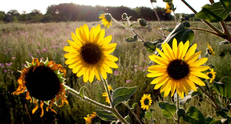 Sunflowers