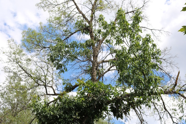 EAB Midtree Growth with Bores in Top