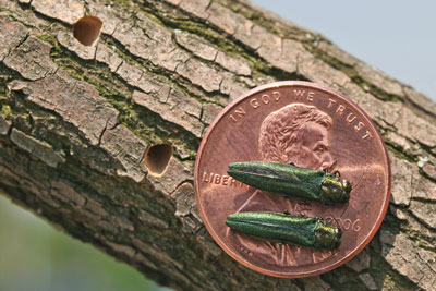 EAB-with-D-Shaped-Holes